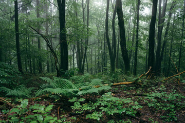 Green vegetation in wild forest
