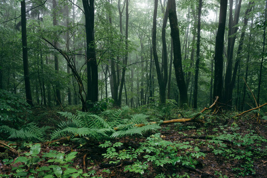 Fototapeta Green vegetation in wild forest