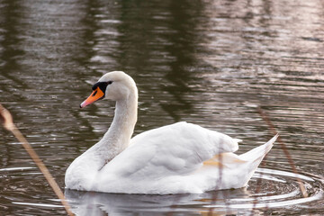 swan on the water