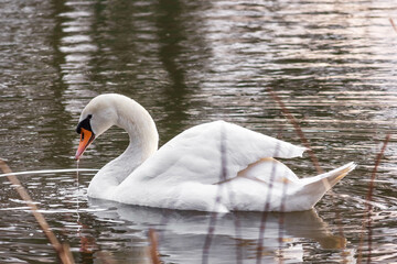 swan on the water