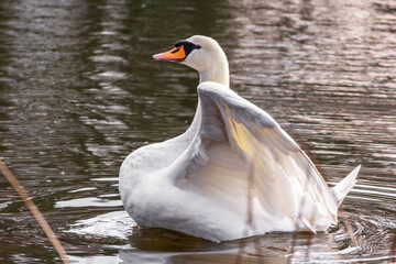 swan on the water