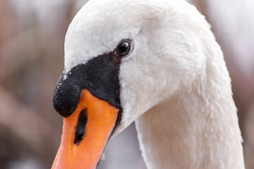 close up of a mute swan