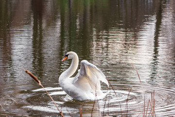 swan on the water