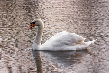 swan on the water