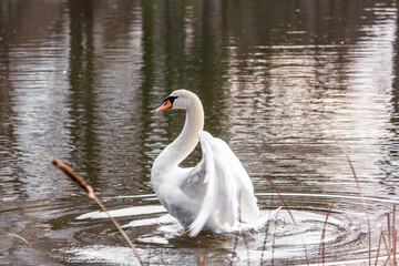 swan on the water
