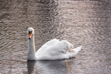 swan on the water
