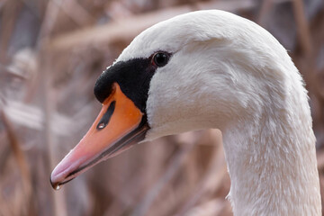 close up of a mute swan