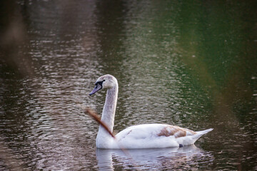 swan on the lake