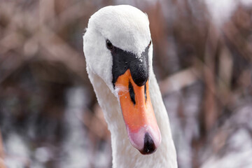 Naklejka premium close up of a swan