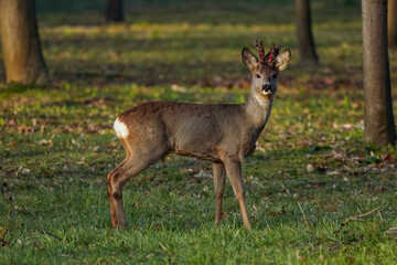 deer in spring