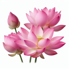 Pink Lotus islolated on white background