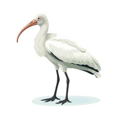 Australian white ibis isolated illustration 