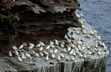 Fou de Bassan,.Morus bassanus, Northern Gannet, Iles Shetland, Ecosse, Grande Bretagne