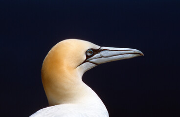 Fou de Bassan,.Morus bassanus, Northern Gannet
