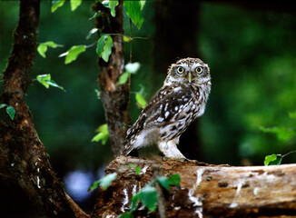 Chevêche d'Athéna, Chouette cheveche, .Athene noctua, Little Owl