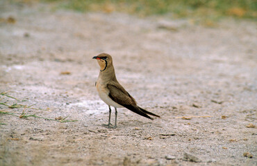 Glaréole à collier,.Glareola pratincola, Collared Pratincole