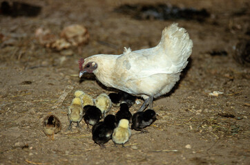 Poule,  race Gâtinaise, poule et poussin © JAG IMAGES