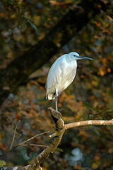 Aigrette garzette, .Egretta garzetta, Little Egret