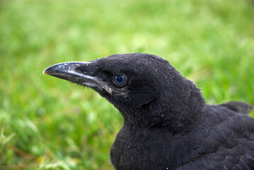 Corneille noire, jeune, .Corvus corone, Carrion Crow