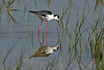 Fototapeta premium Echasse blanche, Himantopus himantopus, Black winged Stilt