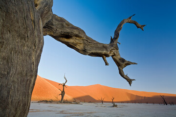 Afrika, Namibia, Nationalpark, Namib Naukluft Park, Sossusvlei, Deadvlei, Kameeldormbäume,...
