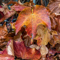 The night moisture spread its drops on a feast of Boston Ivy's bright reddish leaves. Spring has come, but winter remembrance is still alive...