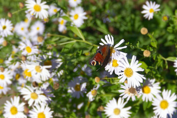 European peacock butterfly (Aglais io) sitting on a daisy in Zurich, Switzerland