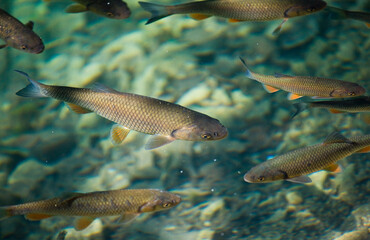 Kroatien, Nationalpark Plitvice, Fische, klares Wasser