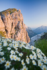 Slowenien, Felswand, Blumen, Abendsonne, Alpenglühen,