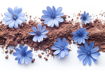 Chicory powder with flowers on white background. Concept of healthy diet in the form of drink, replacing coffee. Generative AI