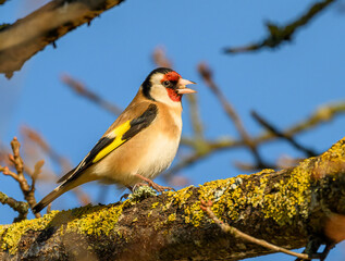 European Goldfinch standing on branch, blue sky