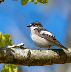 European Pied Flycatcher standing on a branch with blue sky