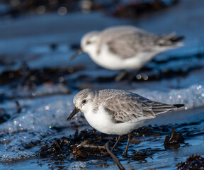 Two Sanderling on a ocean coast with some ice