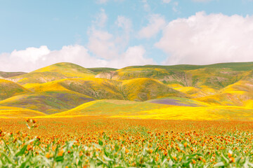 Superbloom in California