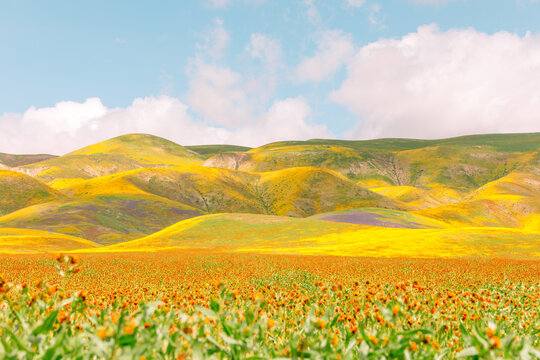 Superbloom in California