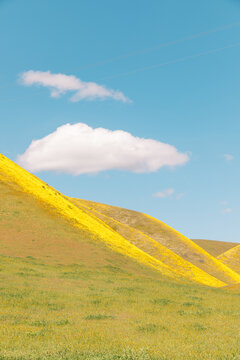 Superbloom in California