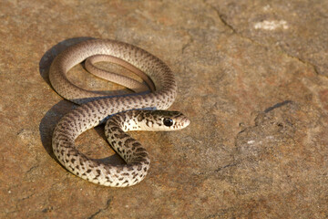 a juvenile Eastern Racer snake, Coluber constrictor, which has different color and pattern than the adult