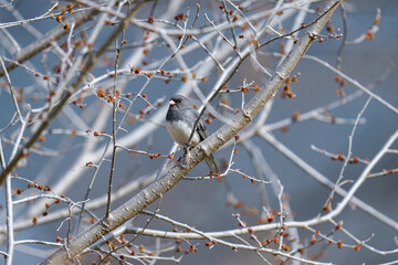 Dark-eyed Junco