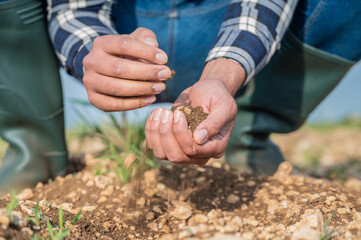 Male hands touching soil on the field. Expert hand of farmer checking soil health before growth a...