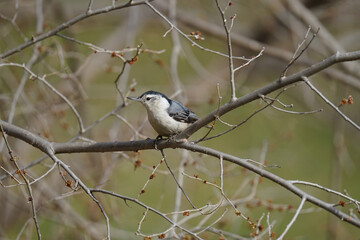 White-breasted Nuthatch