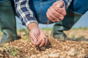 Male hands touching soil on the field. Expert hand of farmer checking soil health before growth a...