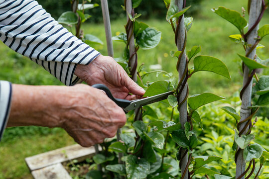 Harvesting malabar spinach