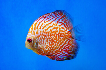 The Discus fish (Latin Symphysodon heckel) is golden in color with a beautiful pattern of red stripes on a dark background of the seabed. Marine life, fish, subtropics.