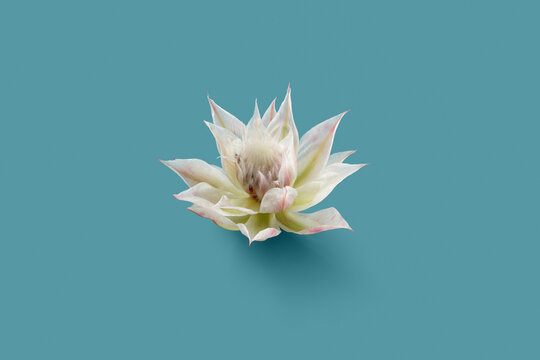 One tender blooming serruria protea lying blue background