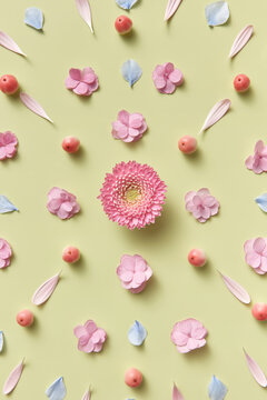 Creative arrangement of spring flowers, petals and apples