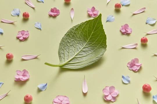 Natural pattern of flowers, petals, apples and green leaf