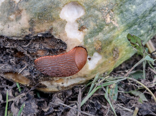 a slug eats from a pumpkin. Pest