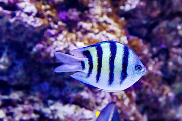 The Abudefduf common fish (Latin Abudefduf) is silvery in color with black stripes on a dark background of the seabed. Marine life, fish, subtropics.