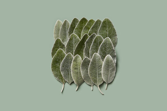 Freshly picked sage leaves making square shape with copy space