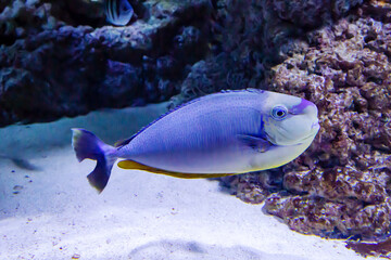 The Surgeon's blue white-breasted fish (Latin Acanthurus leucosternon) is blue in color with small transverse stripes on a dark background of the seabed. Marine life, fish, subtropics.